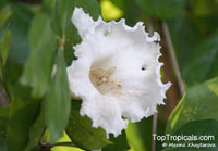 Dolichandrone sp., Mangrove Trumpet Tree

Click to see full-size image