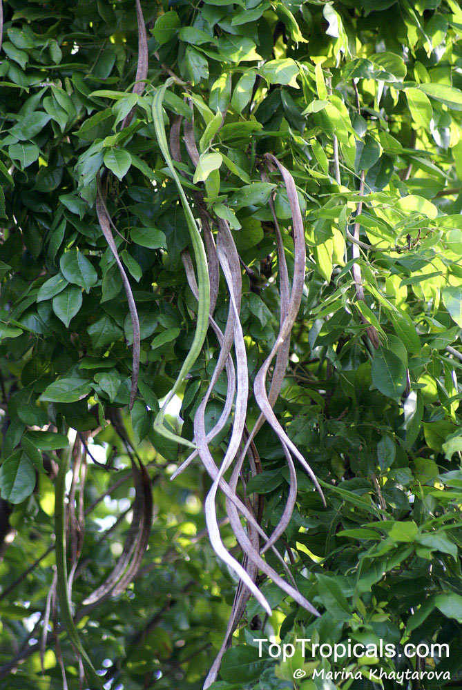 Dolichandrone sp., Mangrove Trumpet Tree