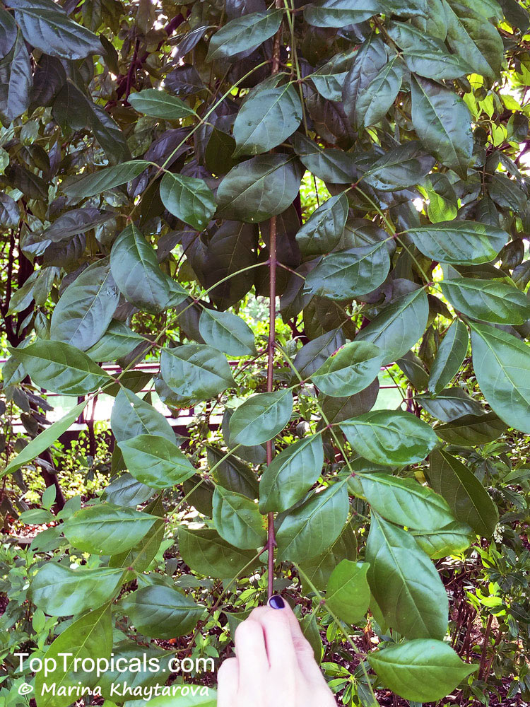 Dolichandrone sp., Mangrove Trumpet Tree