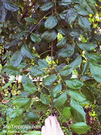 Dolichandrone sp., Mangrove Trumpet Tree

Click to see full-size image