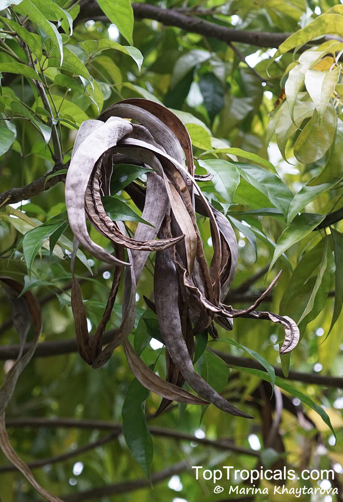 Dolichandrone spathacea, Mangrove Trumpet Tree