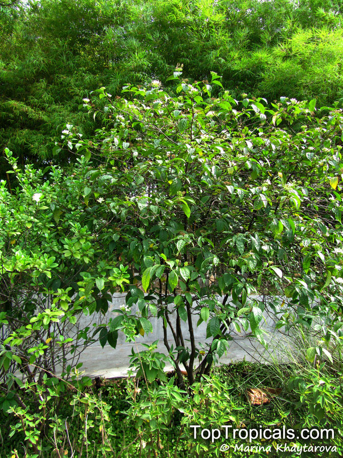 Duperrea pavettifolia, Ixora pavettifolia, Mussaenda pavettifolia, West Indian Jasmine