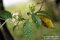 Duperrea pavettifolia, Ixora pavettifolia, Mussaenda pavettifolia, West Indian Jasmine

Click to see full-size image