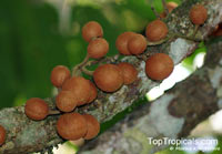 Dysoxylum parasiticum, Dysoxylum caulostachyum, Yellow Mahogany

Click to see full-size image