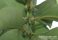 Fagraea auriculata, Fagraea borneensis, Fagraea bracteosa, Fagraea epiphytica, Fagraea javanica, Pelir Musang

Click to see full-size image
