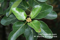 Ficus bengalensis, Ficus indica, Banyan Tree
