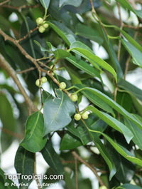 Ficus kurzii, Burmese Banyan

Click to see full-size image