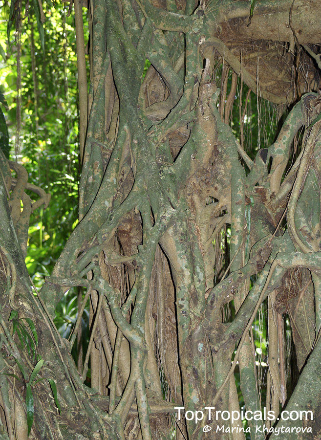 Ficus kurzii, Burmese Banyan