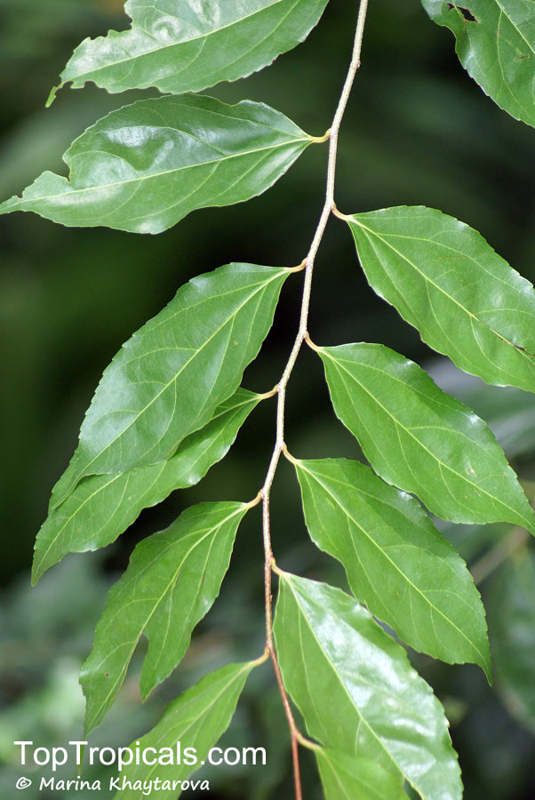 Flacourtia jangomas, Flacourtia cataphracta, Stigmarota jangomas, Indian Coffee Plum, Indian Cherry, Runealma Plum