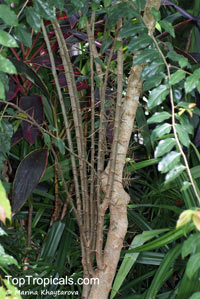 Flacourtia jangomas, Flacourtia cataphracta, Stigmarota jangomas, Indian Coffee Plum, Indian Cherry, Runealma Plum

Click to see full-size image