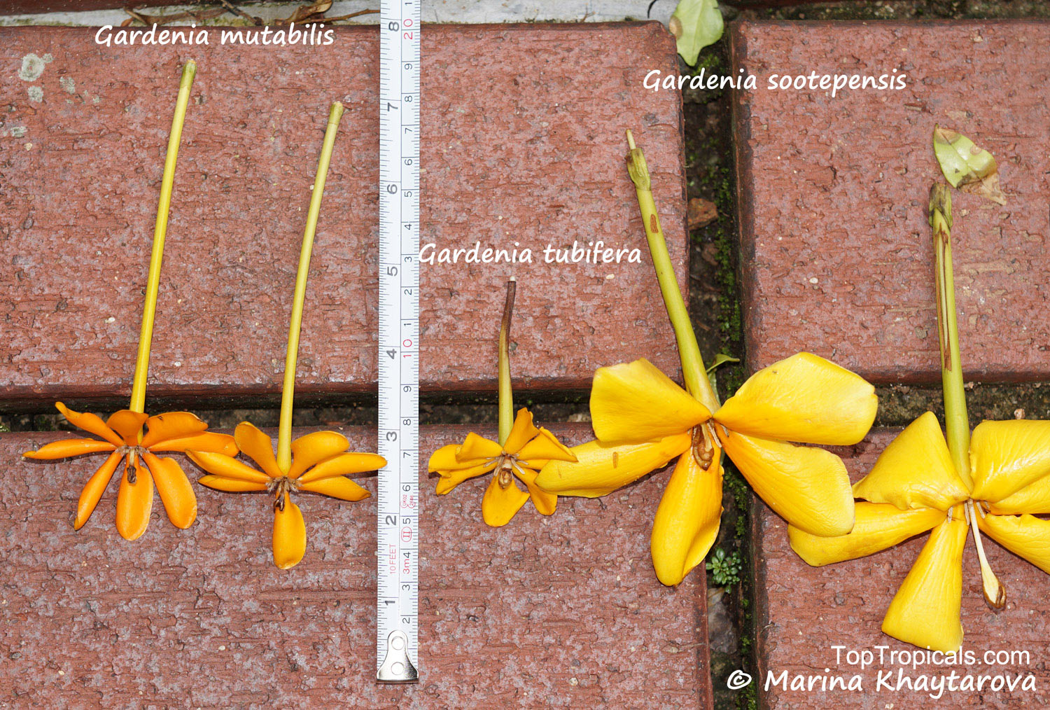 Gardenia tubifera Kula, Gardenia pfordii, Golden Gardenia, Kedah Gardenia