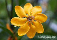 Gardenia mutabilis, Golden Gardenia

Click to see full-size image
