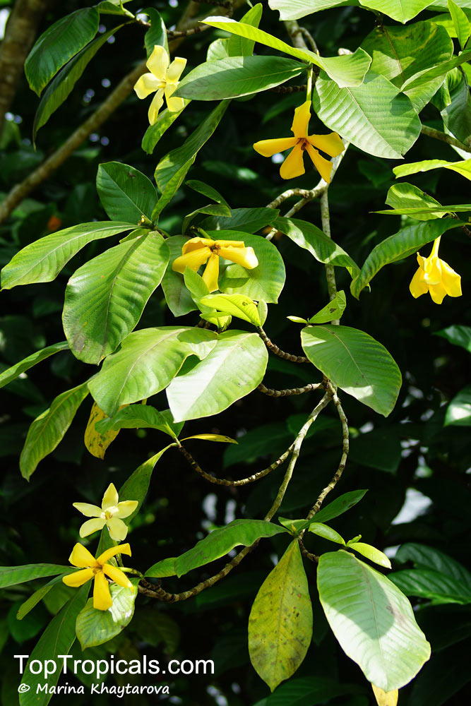 Gardenia sootepensis, Golden Gardenia