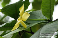 Gardenia sootepensis, Golden Gardenia

Click to see full-size image