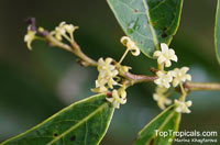Glochidion lutescens, Pin Flower Tree

Click to see full-size image