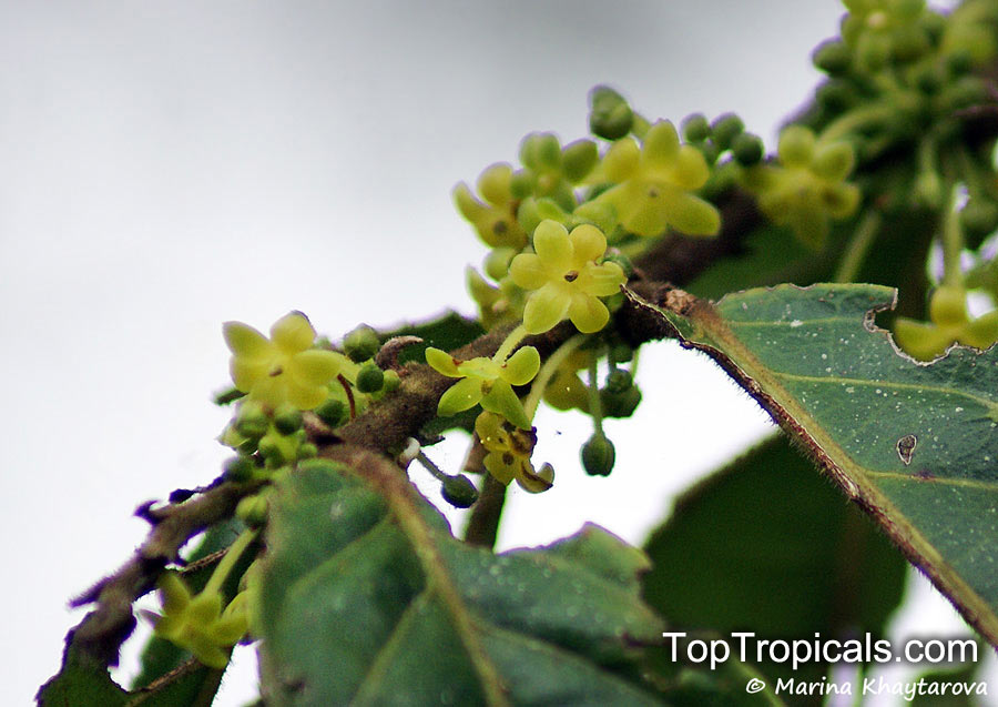 Glochidion sumatranum, Cheesetree, Pin Flower Tree, Sumatran Buttonwood, Umbrella Cheesetree