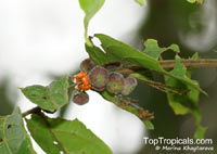 Glochidion sumatranum, Cheesetree, Pin Flower Tree, Sumatran Buttonwood, Umbrella Cheesetree

Click to see full-size image