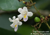 Gmelina macrophylla, Ephialis simplicifolia, Gmelina dalrympleana, Vitex dalrympleana, Vitex macrophylla, Grey Teak

Click to see full-size image