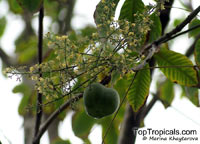 Hevea brasiliensis, Rubber Tree, Sharinga Tree

Click to see full-size image