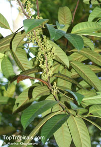 Horsfieldia crassifolia, Myristica crassifolia, Horsfieldia

Click to see full-size image