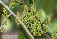 Horsfieldia crassifolia, Myristica crassifolia, Horsfieldia

Click to see full-size image