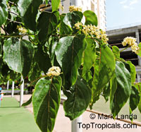 Hovenia dulcis, Japanese Raisin Tree

Click to see full-size image