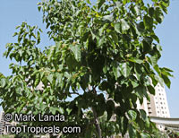 Hovenia dulcis, Japanese Raisin Tree