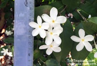 Kopsia sp., White Oleander

Click to see full-size image