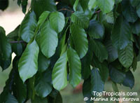 Lansium domesticum, Langsat, Longkong, Lanzones