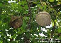 Lecythis pisonis, Monkey Pot, Paradise Nut, Sabucaia Nut

Click to see full-size image