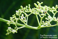 Leea macrophylla, Large-leaved Leea, Hathikana

Click to see full-size image
