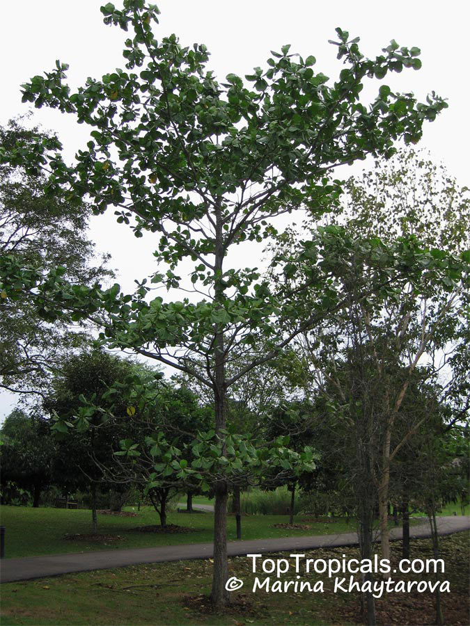 Limahlania crenulata, Fagraea crenulata , Cabbage Tree, Malabera