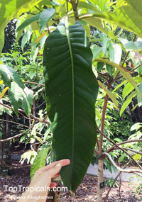 Litsea garciae, Lepidadenia kawakamii, Litsea kawakamii, Tetradenia kawakamii, Engkala

Click to see full-size image