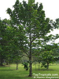 Litsea sp., Litsea