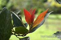 Litsea sp., Litsea