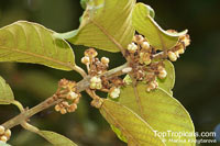 Litsea sp., Litsea