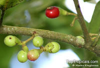 Litsea sp., Litsea