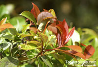Litsea sp., Litsea. Litsea subumbelliflora