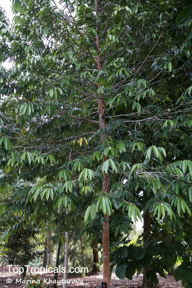 Maasia glauca, Monoon glaucum, Polyalthia glauca, Polyalthia merrittii, Polyalthia parkinsonii, Unona merrittii, Uvaria glauca, Maasia