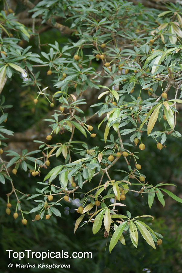 Madhuca longifolia, Indian Butter Tree, Ippe, Mahua Butter Tree, Moah Tree, Mowra Butter Tree