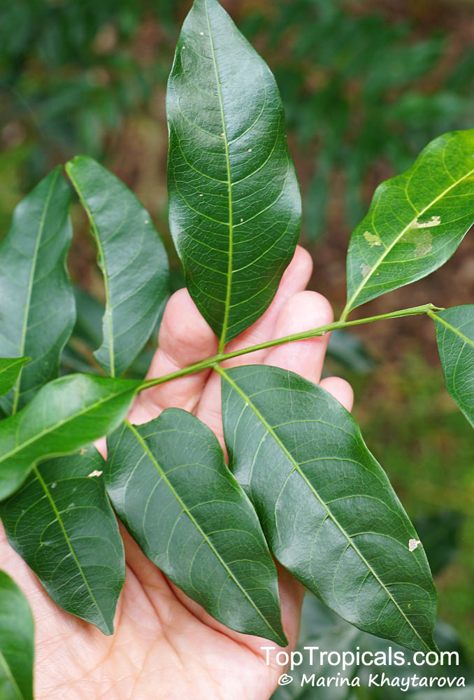 Majidea zanguebarica, Harpullia zanguebarica, Black Pearl, Velvet-seed Tree, Mgambo Tree