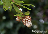 Maniltoa megalocephala, Handkerchief Tree

Click to see full-size image