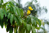 Markhamia lutea, Gold Markhamia, Yellow Bell Bean Tree 

Click to see full-size image