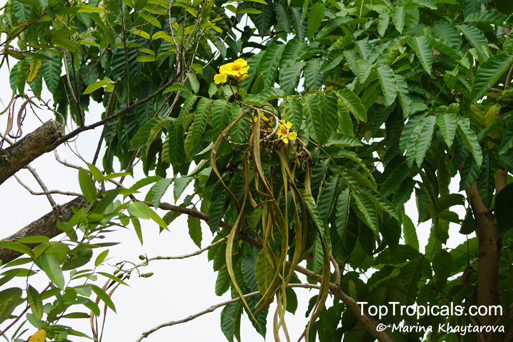 Markhamia lutea, Gold Markhamia, Yellow Bell Bean Tree 