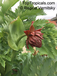Melianthus sp, Honey Flower 

Click to see full-size image