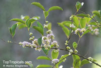 Memecylon edule, Memecylon globiferum, Memecylon pyrifolium, Ironwood Tree, Delek Air

Click to see full-size image