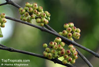 Memecylon ovatum, Memecylon edule var. ovatum, Ironwood Tree, Phlong Kin Luuk, Delek Air

Click to see full-size image
