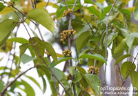 Memecylon ovatum, Memecylon edule var. ovatum, Ironwood Tree, Phlong Kin Luuk, Delek Air

Click to see full-size image