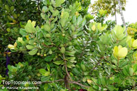 Manilkara bidentata, Mimusops balata, Achras balata, Ausubo, Balata, Mimusops, Autranella, Balata Rouge, Assapookoo

Click to see full-size image