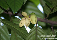 Monoon hookerianum, Polyalthia hookeriana, Monoon

Click to see full-size image